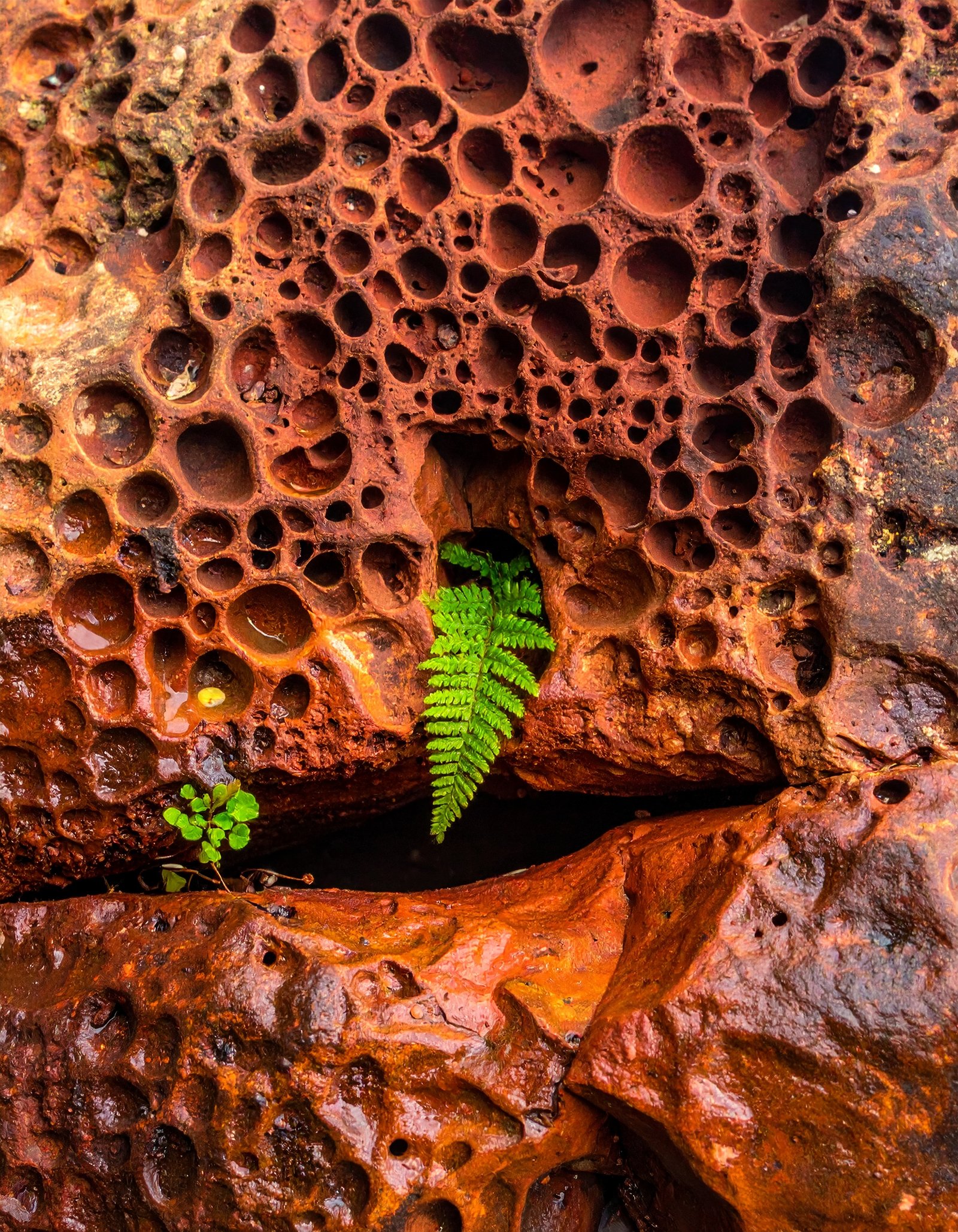 Kerala Laterite Stone Villa